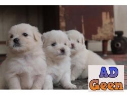 Lhasa apso miniature puppies for sale in trivandrum